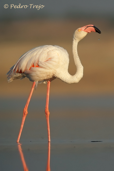 Flamenco (Phoenicopterus ruber)